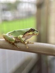 Hyla japonica