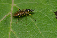 Xylomya tenthredinoides