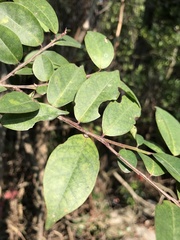 Ilex pubescens