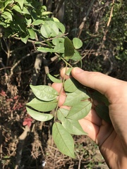Ilex pubescens