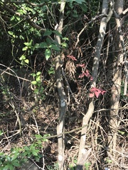 Ilex pubescens