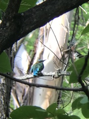 Eumomota superciliosa