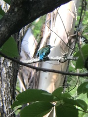 Eumomota superciliosa