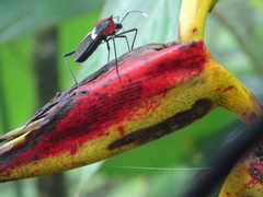 Leptoscelis militaris