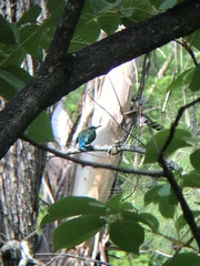 Eumomota superciliosa