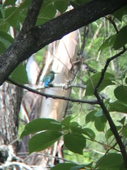 Eumomota superciliosa