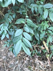 Ilex pubescens