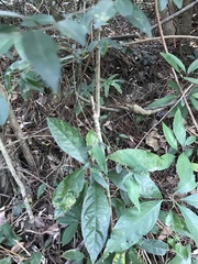 Ilex pubescens