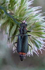 Malachius lusitanicus