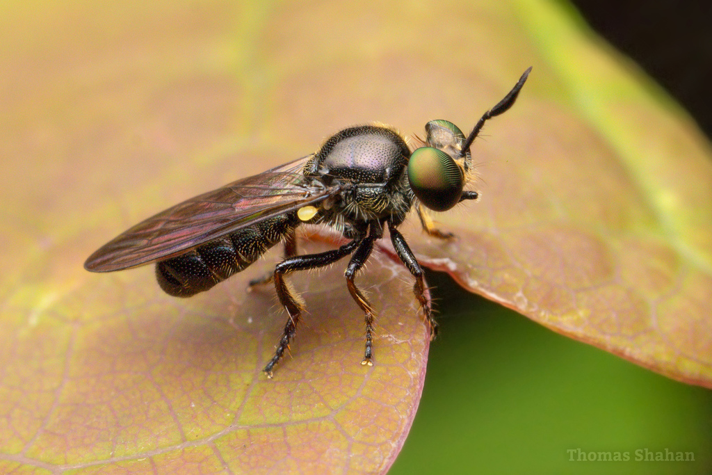 Cerotainia