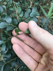 Ilex pubescens