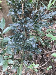 Ilex pubescens