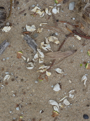 Caretta caretta