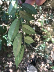 Ilex pubescens