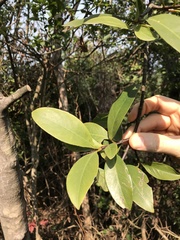 Garcinia oblongifolia