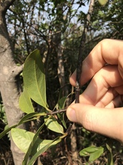 Garcinia oblongifolia