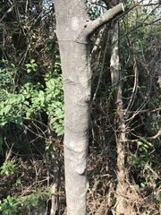 Garcinia oblongifolia