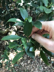 Garcinia oblongifolia