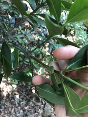 Garcinia oblongifolia