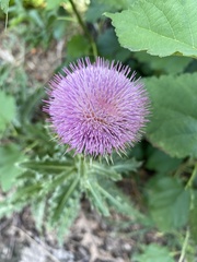 Carduus nutans