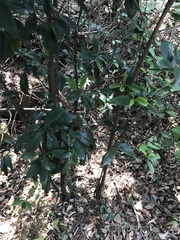Garcinia oblongifolia