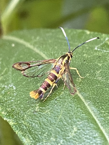 Ironweed Clearwing Moth photo 3