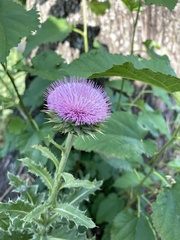 Carduus nutans