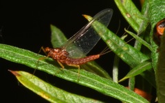 Serratella ignita
