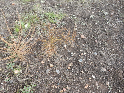 iNaturalist observation photo of tarweeds, silverswords, and allies