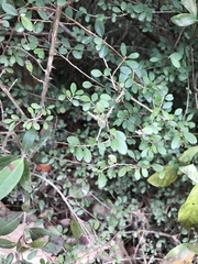 Phyllanthus cochinchinensis