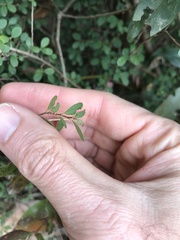 Phyllanthus cochinchinensis