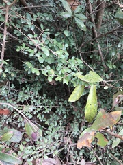 Phyllanthus cochinchinensis