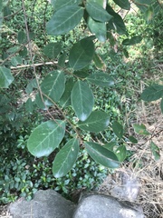 Bridelia tomentosa