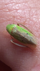 Ponana