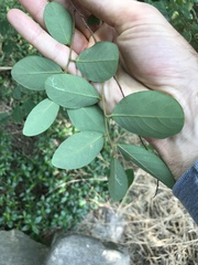 Bridelia tomentosa