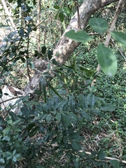 Bridelia tomentosa