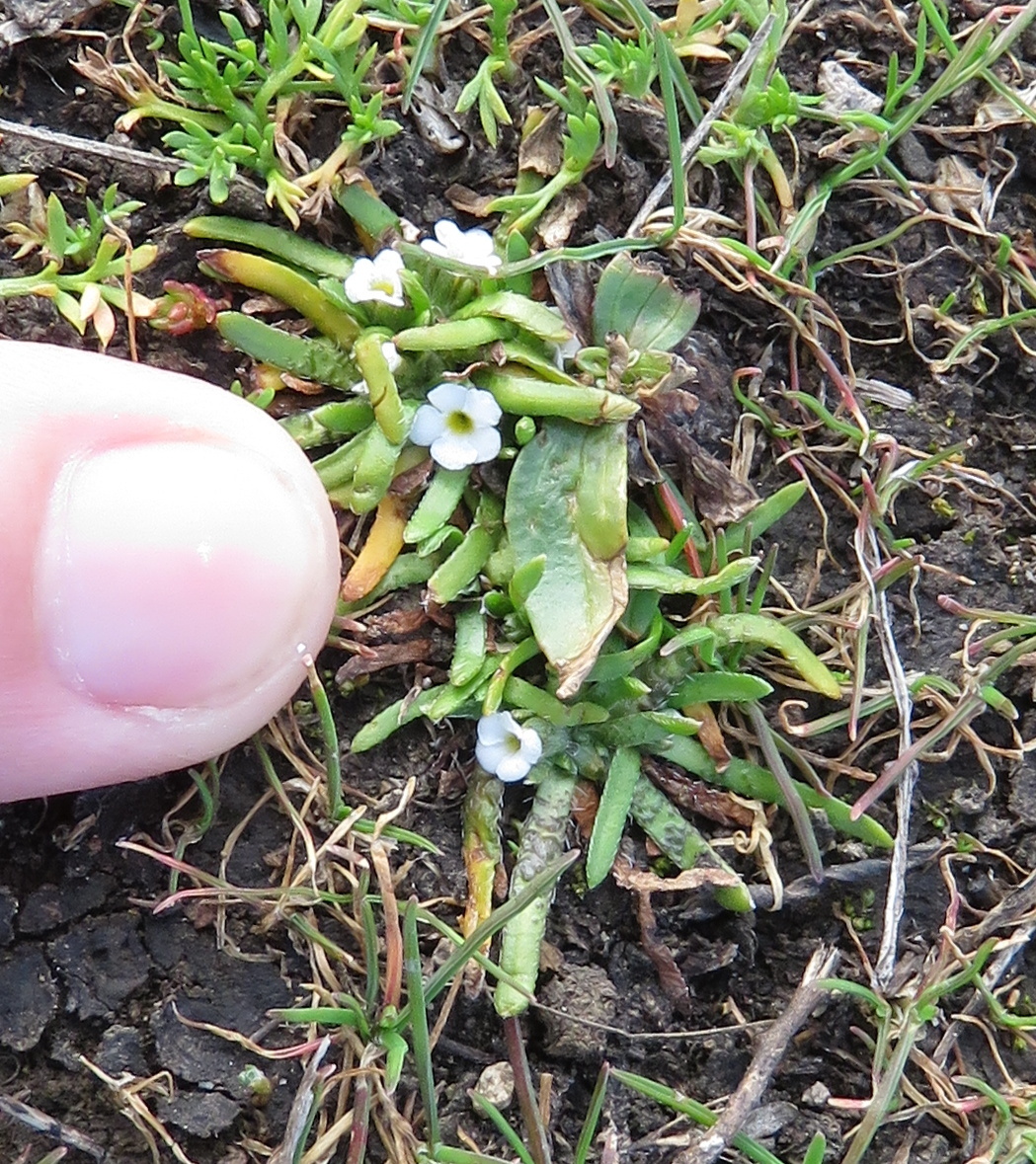Plagiobothrys humistratus