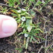 Plagiobothrys humistratus - Photo (c) Krissa Klein, μερικά δικαιώματα διατηρούνται (CC BY-NC), uploaded by Krissa Klein
