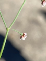 Eriogonum nutans glabratum