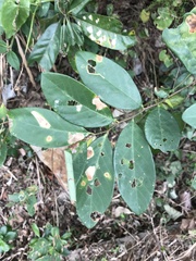 Bridelia tomentosa