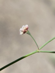 Eriogonum nutans glabratum