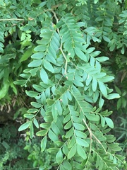 Zanthoxylum avicennae