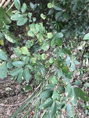 Bridelia tomentosa