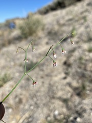 Eriogonum nutans glabratum