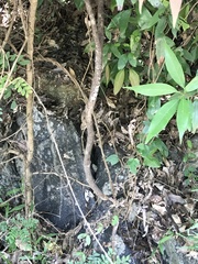 Zanthoxylum avicennae