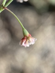 Eriogonum nutans glabratum