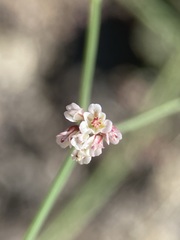 Eriogonum nutans glabratum