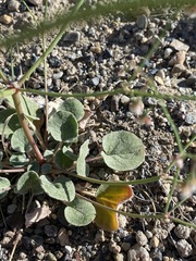Eriogonum nutans glabratum