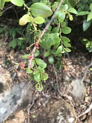 Phyllanthus reticulatus