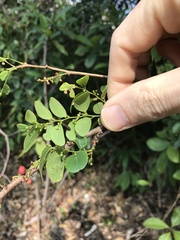 Phyllanthus reticulatus